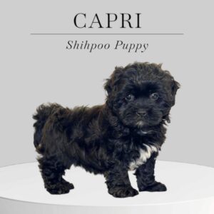 Shihpoo Puppy Capri