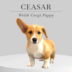 Welsh Corgi Ceasar