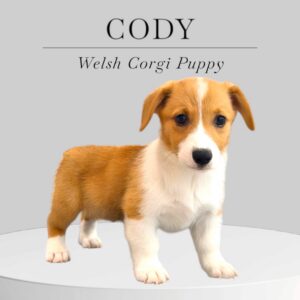 Welsh Corgi Cody