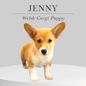 Welsh Corgie Puppy Jenny