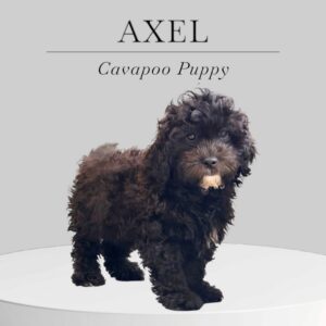 Cavapoo Puppy Axel