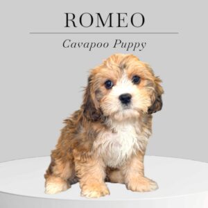 Cavapoo Puppy Romeo
