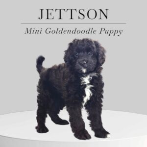 Mini Goldendoodle Puppy Jettson